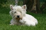 WESTIE 496